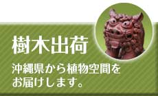 樹木出荷　沖縄県から植物空間をお届けします。