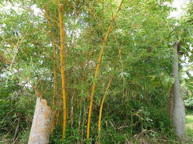 樹木／キンシチク（金糸竹）