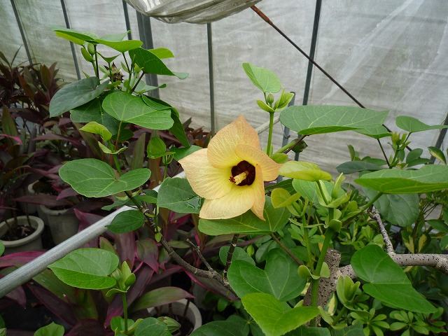 オオハマボウ亜種の花