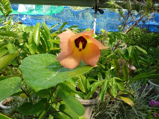 オオハマボウ亜種の花