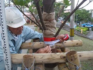 石嶺市営住宅植栽工事　施工中