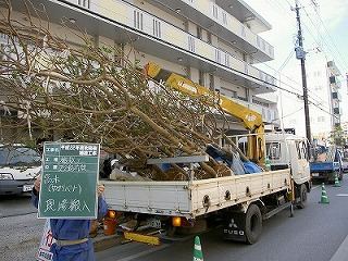 平成22年度那覇市街路樹補植工事　樹木搬入