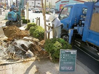 平成22年度那覇市街路樹補植工事　植付
