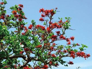 沖縄県の県花デイゴ