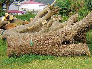 切り倒されたデイゴを回収
