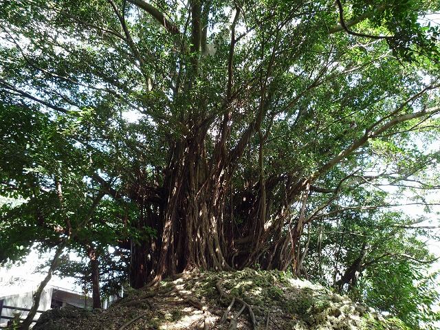 沖縄一の巨木！天然記念物・世名城のガジュマル