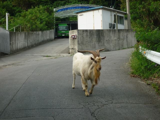 沖縄の珍風景〜野ヤギ〜