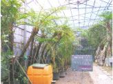群馬昆虫の森生態温室造園、植栽工事・植栽材料養生・出荷　沖縄養生施設
