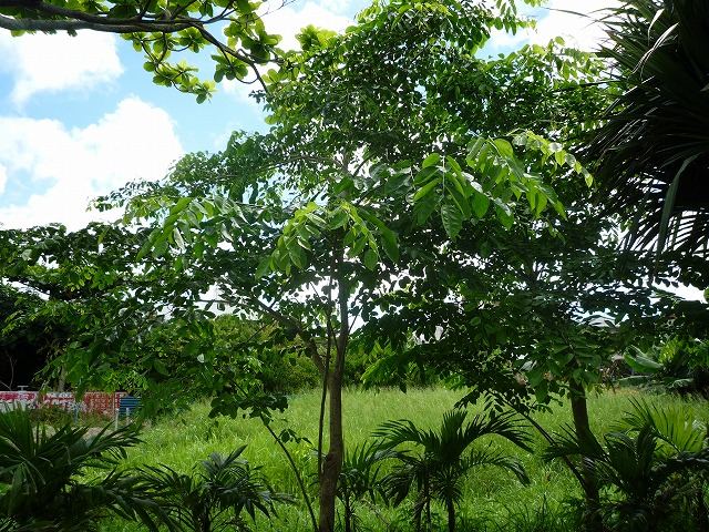 樹木／カリン（花梨）／インドシタン（印度紫檀）