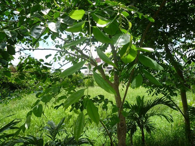樹木／カリン（花梨）／インドシタン（印度紫檀）