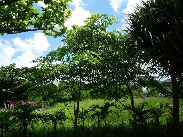 樹木／カリン（花梨）／インドシタン（印度紫檀）