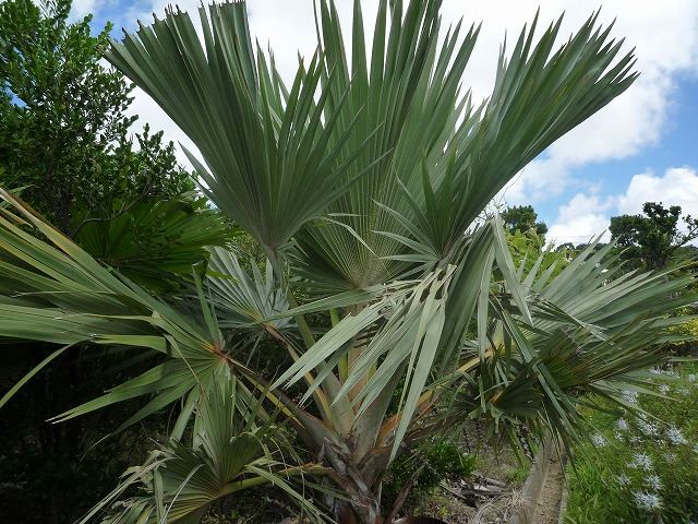 樹木／ラタニア