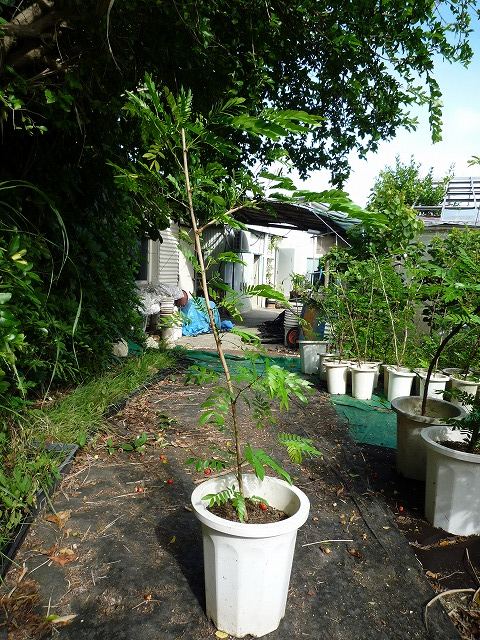 樹木／スリナムゴウカン（スリナム合歓）鉢