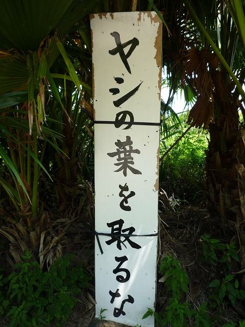 沖縄の珍風景〜ヤシの葉の受難〜