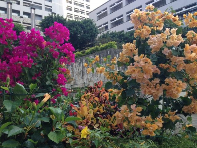 沖縄県庁前県民広場植栽委託（ディスプレイ設置）の写真
