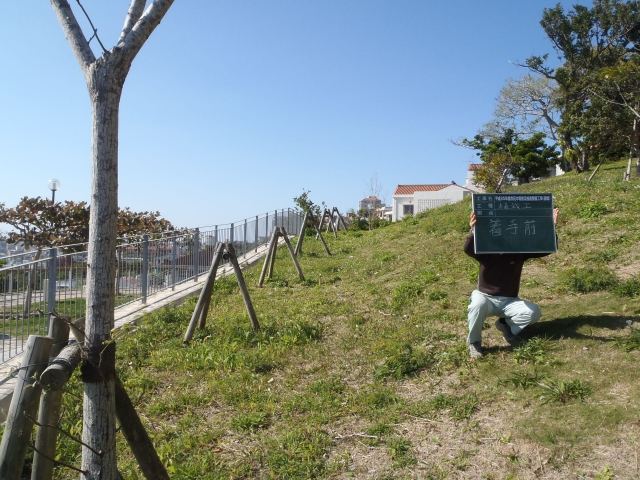 那覇市首里寒川町内フクギ植栽の写真