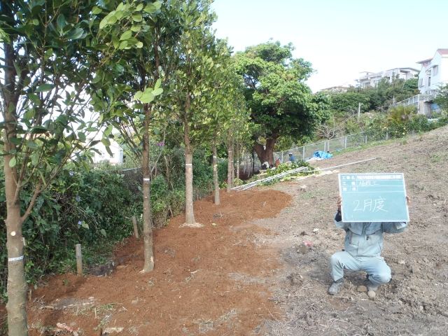 那覇市首里寒川町内フクギ植栽の写真