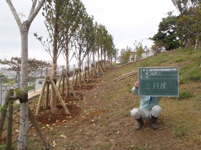 那覇市首里寒川町内フクギ植栽の写真