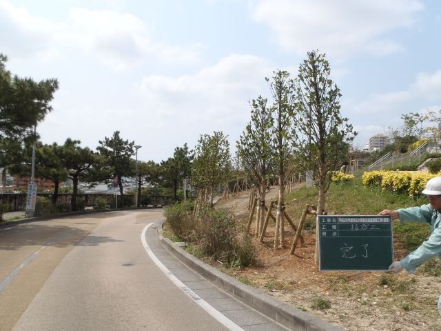 那覇市首里寒川町内フクギ植栽の写真