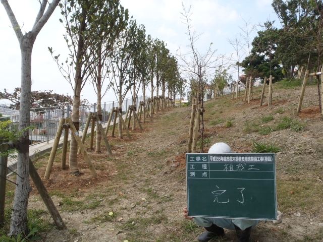 那覇市首里寒川町内フクギ植栽の写真