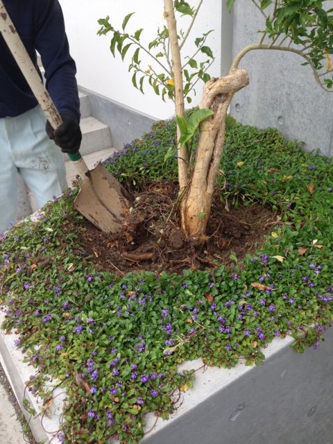 西原町S氏邸 スリナムゴウカン・トックリヤシ植栽施工の写真