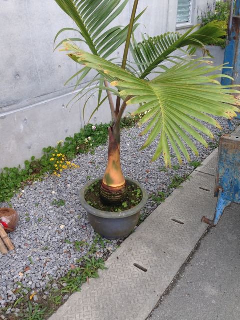 西原町S氏邸 スリナムゴウカン・トックリヤシ植栽施工の写真