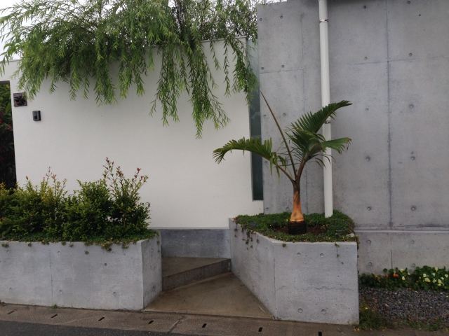 西原町S氏邸 スリナムゴウカン・トックリヤシ植栽施工の写真