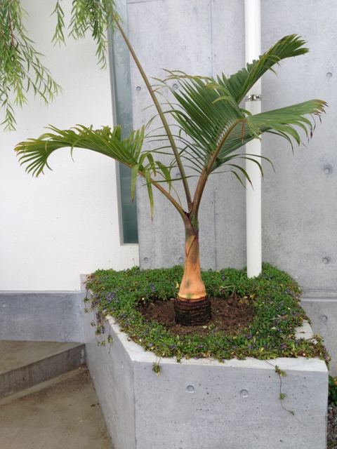 西原町S氏邸 スリナムゴウカン・トックリヤシ植栽施工の写真
