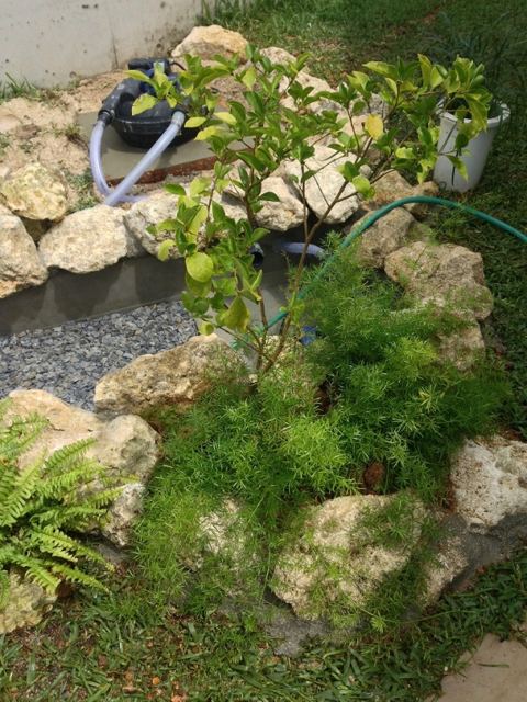 名護市　U氏邸　～カメの遊ぶ庭～　part3　～完成～の写真