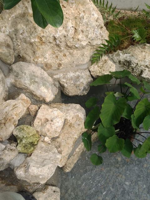 名護市　U氏邸　～カメの遊ぶ庭～　part3　～完成～の写真