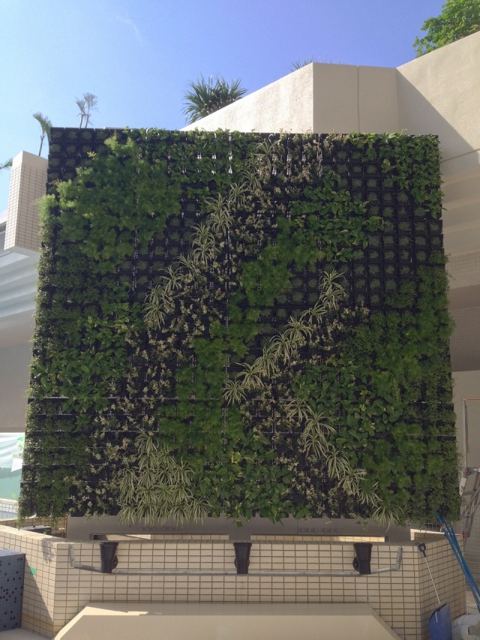 那覇市HOTEL　壁面緑化の写真