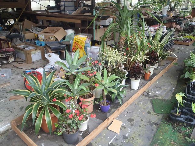 北谷町 店舗前植栽の写真