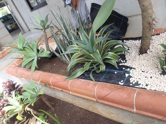 北谷町 店舗前植栽の写真