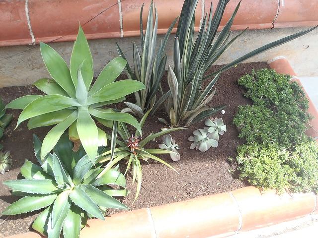 北谷町 店舗前植栽の写真