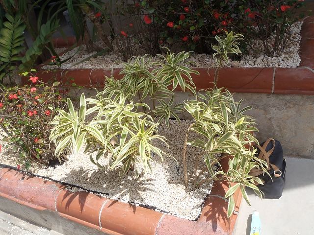 北谷町 店舗前植栽の写真