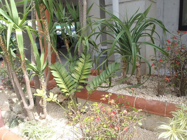 北谷町 店舗前植栽の写真