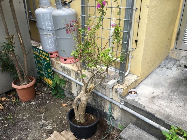 那覇市久茂地 Aビル 植栽工事の写真
