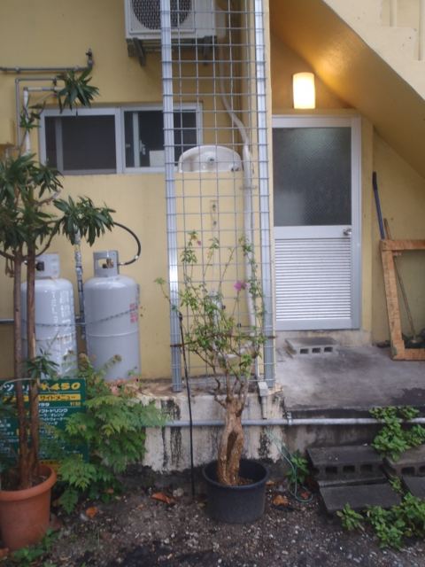 那覇市久茂地 Aビル 植栽工事の写真
