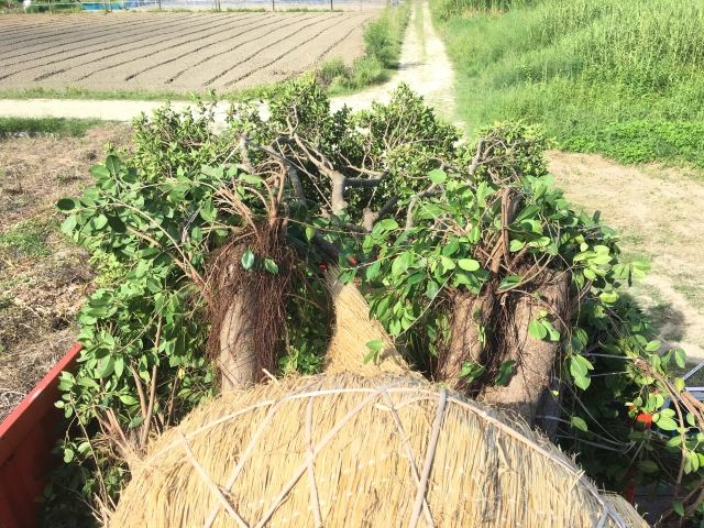本土への樹木輸送業務（その２）の写真
