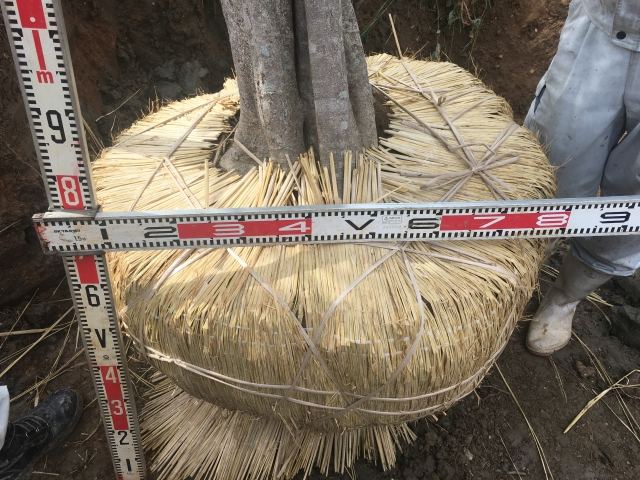 本土への樹木輸送業務（その２）の写真