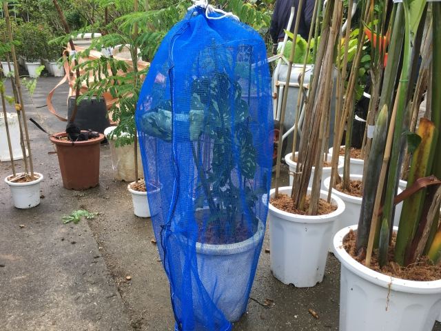 本土への樹木輸送業務(その1)の写真