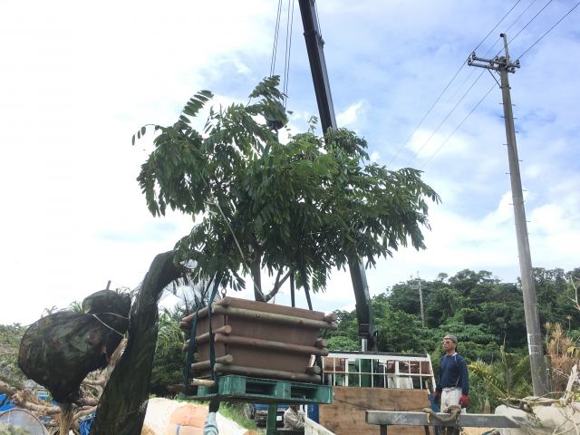 本土への樹木輸送業務(その1)の写真