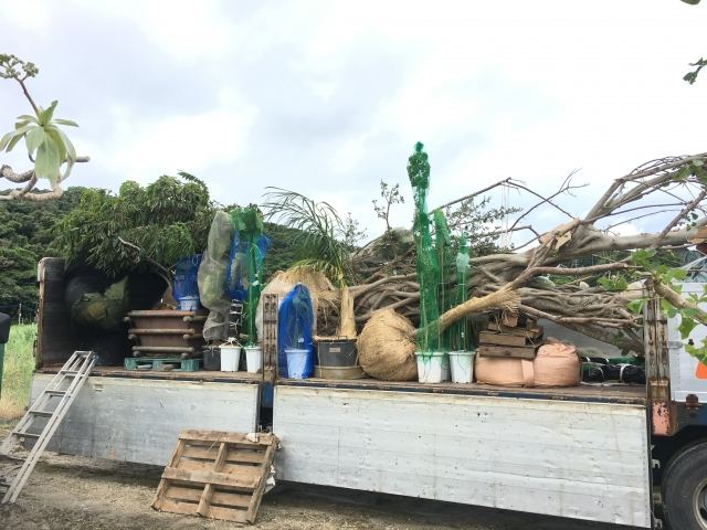 本土への樹木輸送業務(その1)の写真