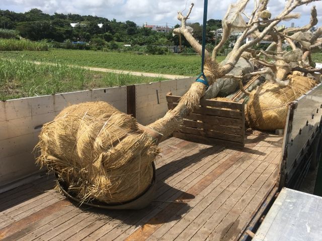 本土への樹木輸送業務(その1)の写真