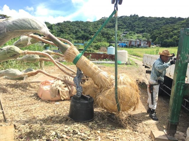 本土への樹木輸送業務(その1)の写真