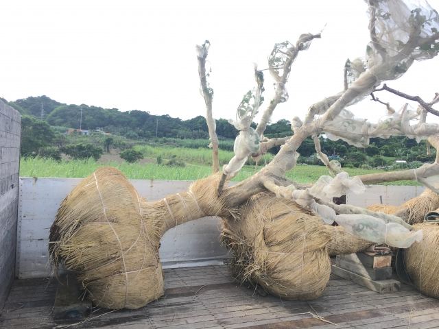 本土への樹木輸送業務(その1)の写真
