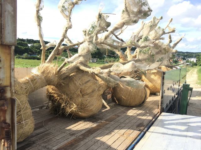 本土への樹木輸送業務(その1)の写真