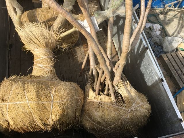 本土への樹木輸送業務(その1)の写真