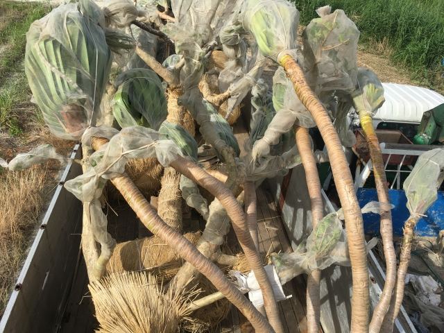 本土への樹木輸送業務(その1)の写真