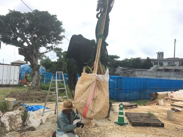本土への樹木輸送業務(その1)の写真